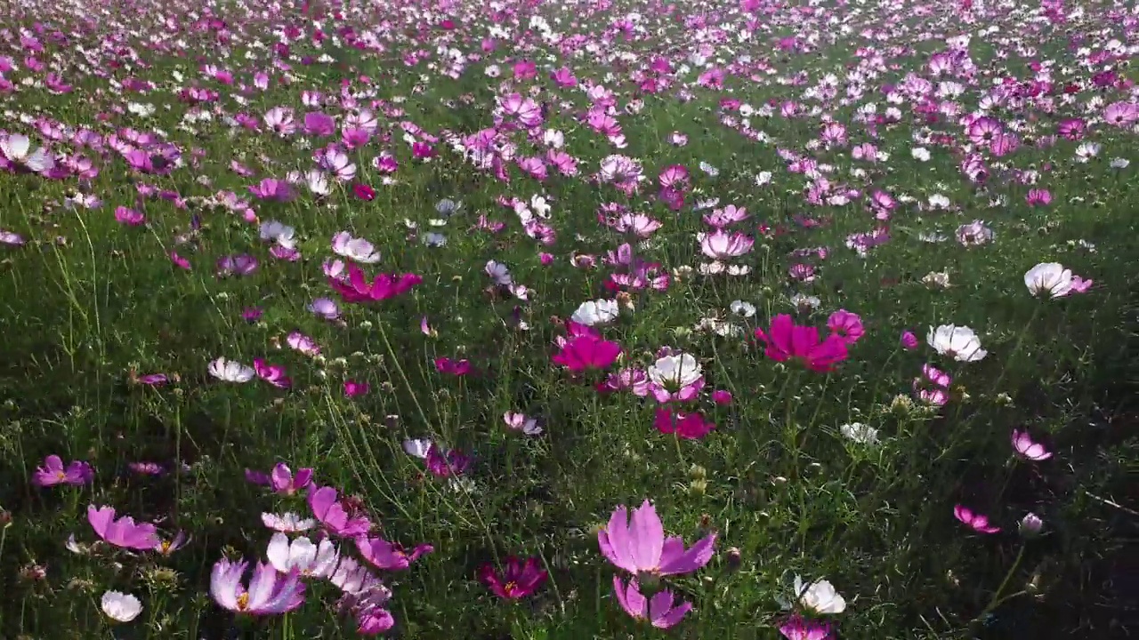 春暖花开的宇宙花田。视频素材