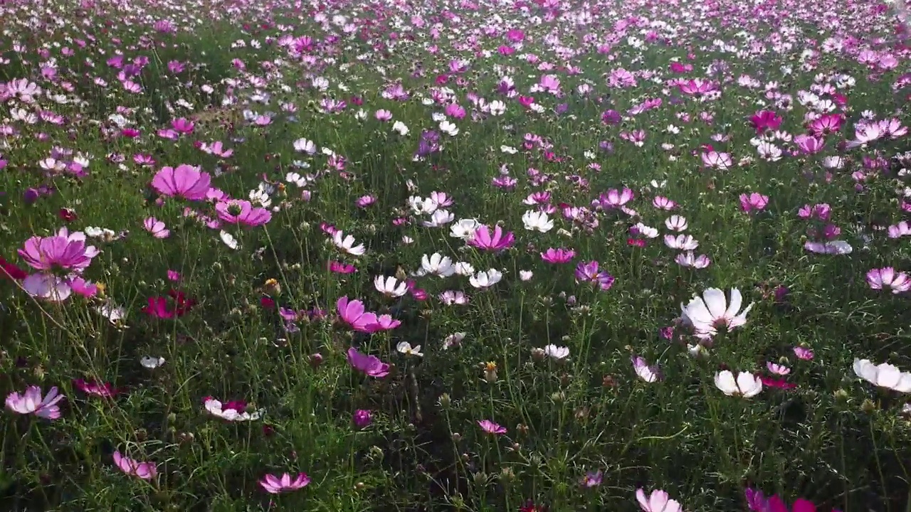 春暖花开的宇宙花田。视频素材