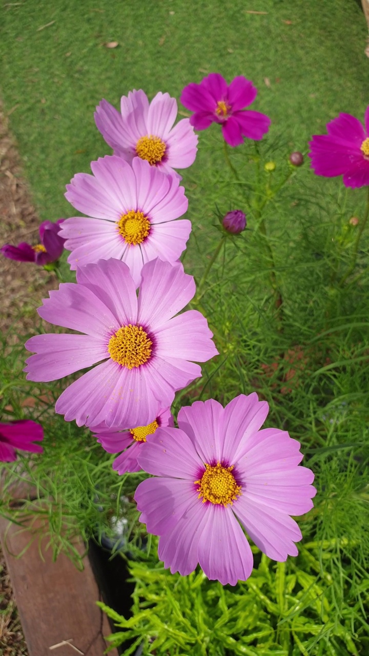 春暖花开的宇宙花田。视频素材