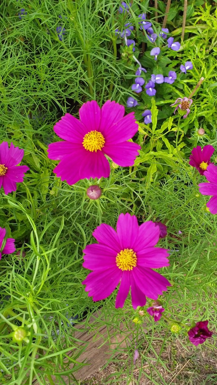 春暖花开的宇宙花田。视频素材