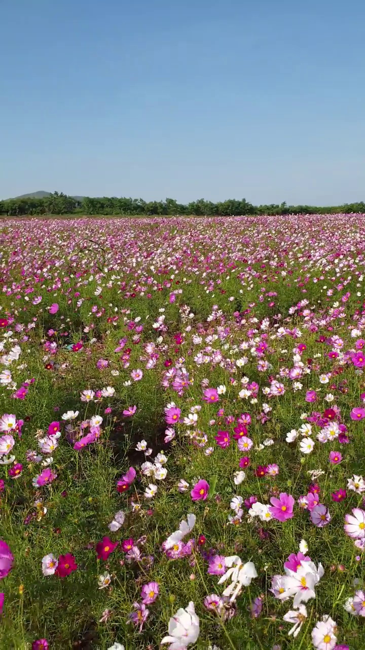 春暖花开的宇宙花田。视频素材