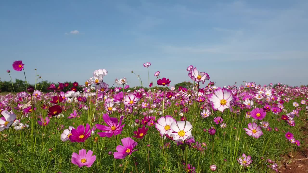 春暖花开的宇宙花田。视频素材