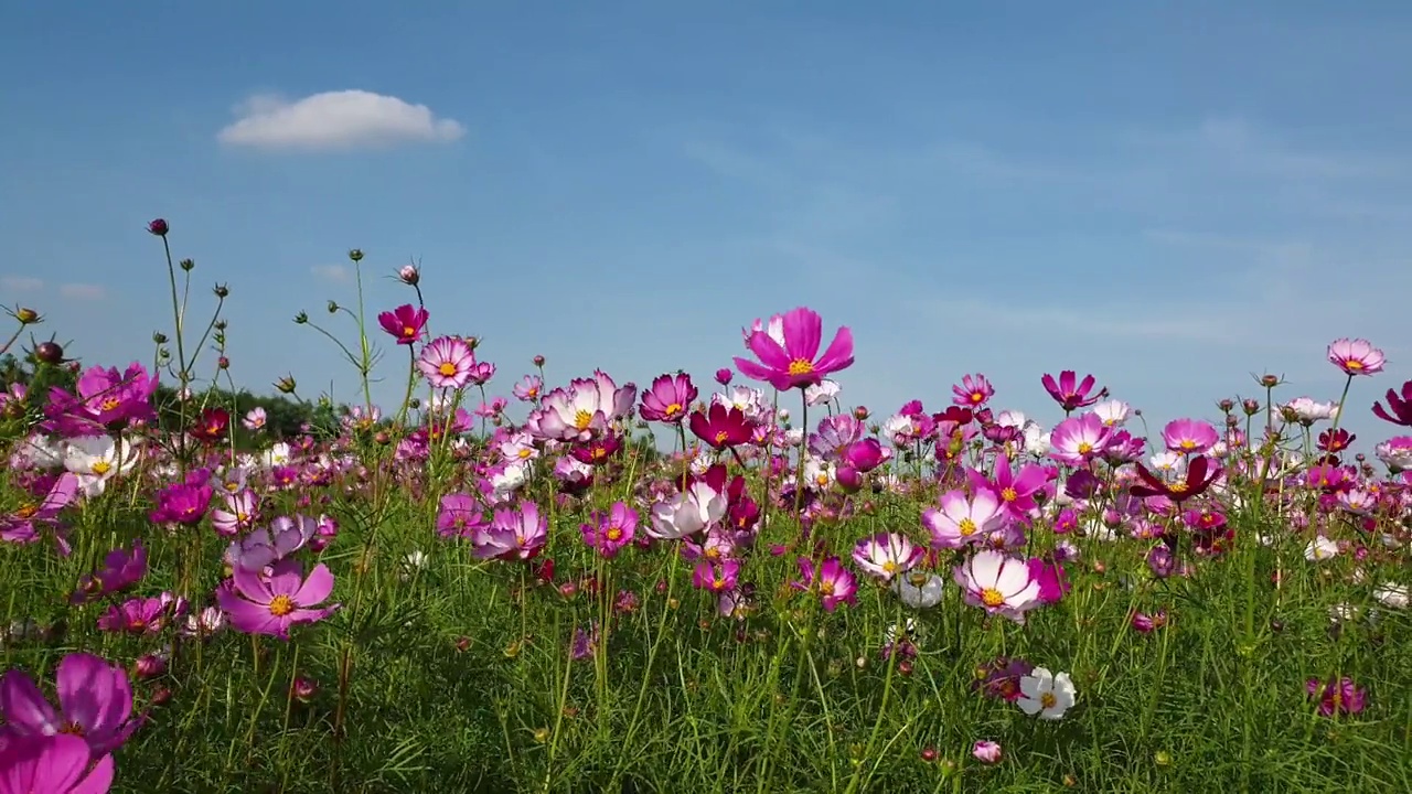 春暖花开的宇宙花田。视频素材