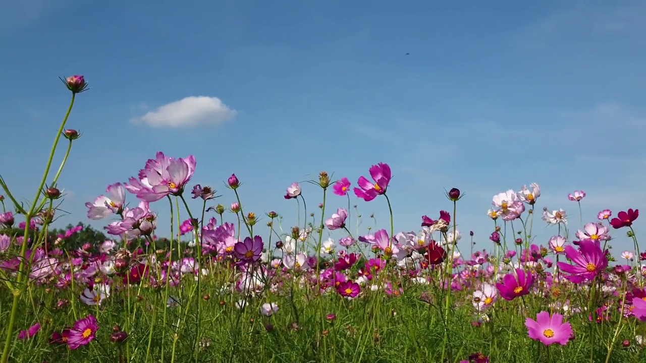 春暖花开的宇宙花田。视频素材