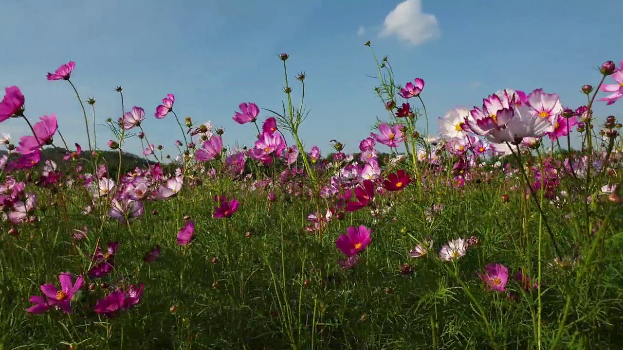 春暖花开的宇宙花田。视频素材