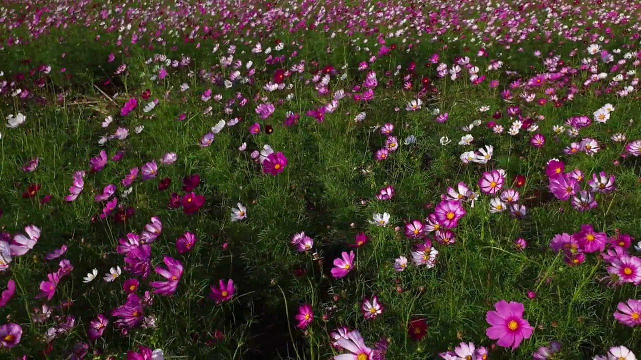 春暖花开的宇宙花田。视频素材