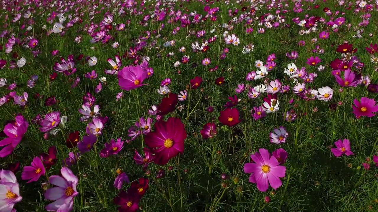 春暖花开的宇宙花田。视频素材