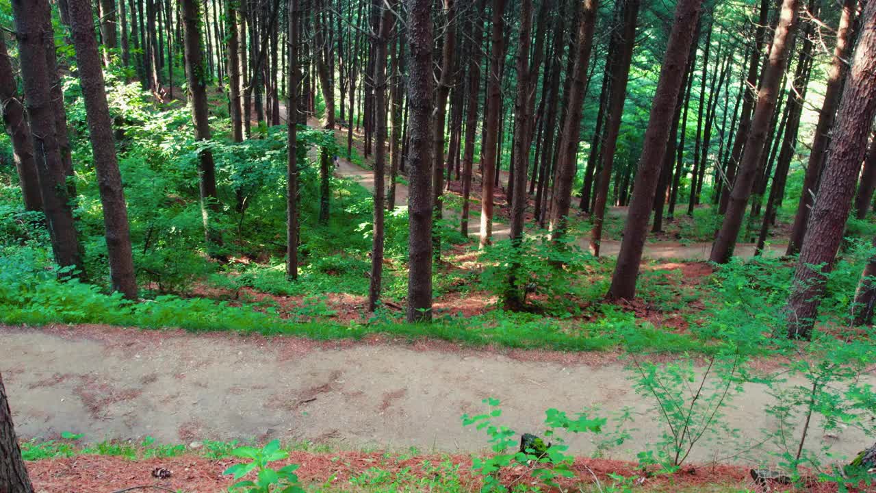 自然风景——韩国江原道原州市Chiaksan山Dulle Trail和Hangateo Trail的松树森林视频素材