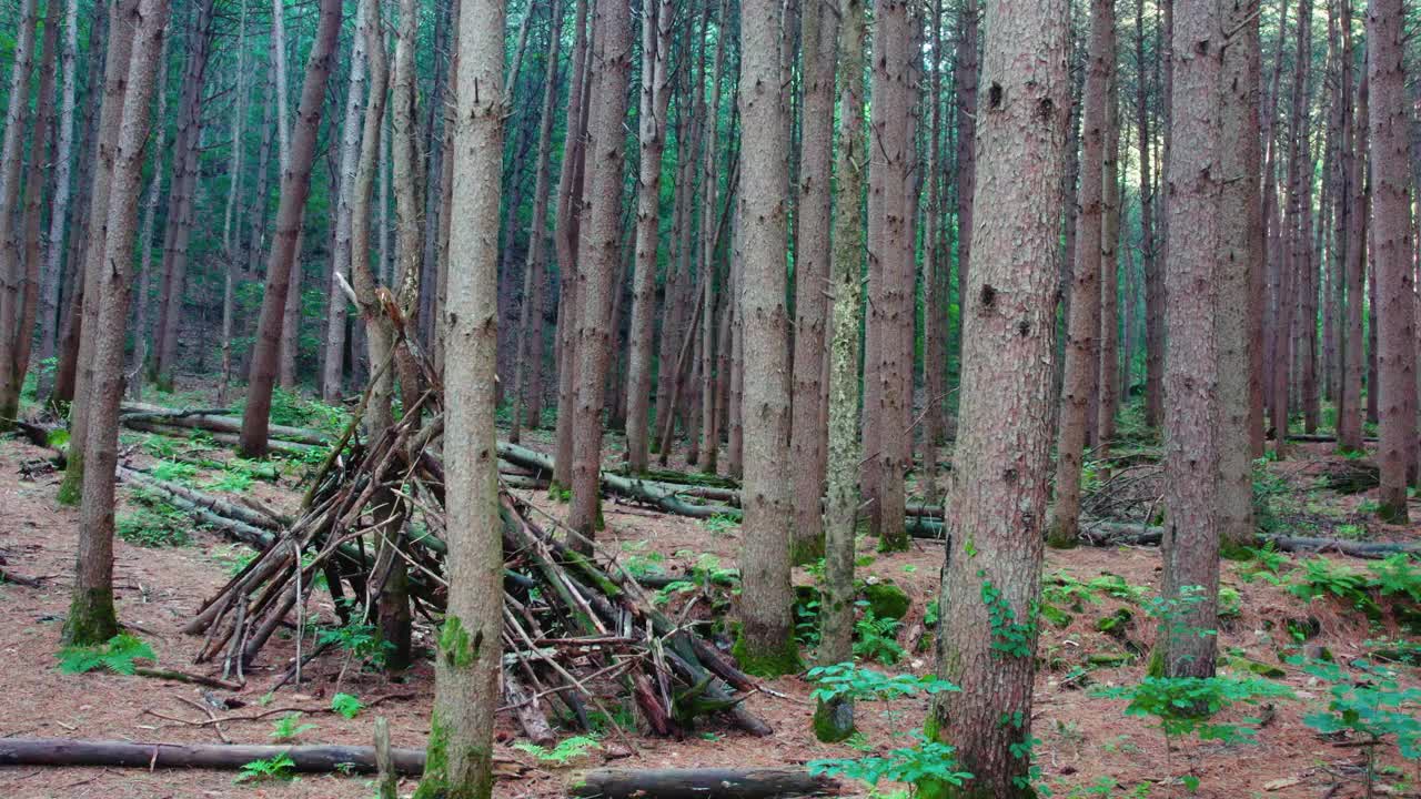 韩国江原道Chiaksan山Dulle Trail和Sureneomi Trail上的松树(Pinus Koraiensis)视频素材