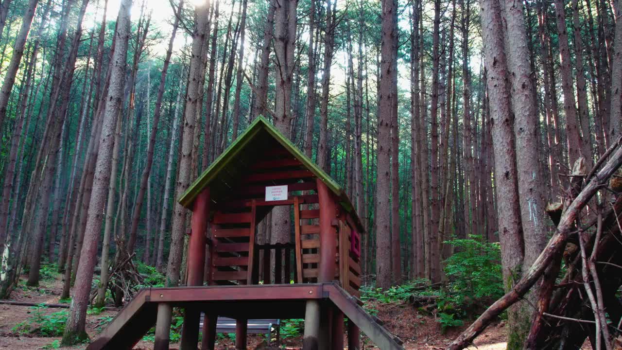 韩国江原道Chiaksan山Dulle Trail和Sureneomi Trail上的松树(Pinus Koraiensis)视频素材