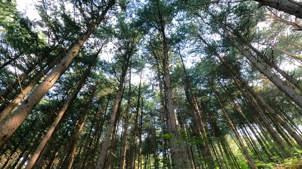 自然风景——韩国江原道原州市Chiaksan山Dulle Trail和Hangateo Trail的松树森林视频素材