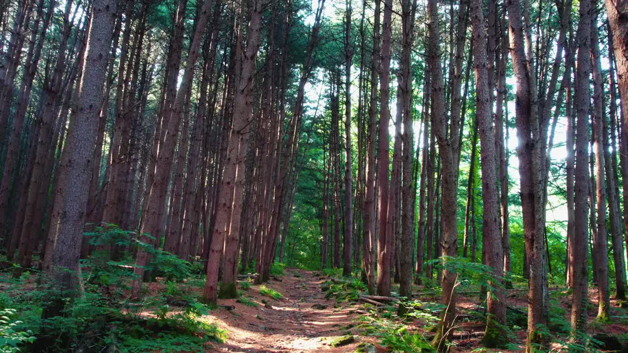 韩国江原道Chiaksan山Dulle Trail和Sureneomi Trail上的松树(Pinus Koraiensis)视频素材