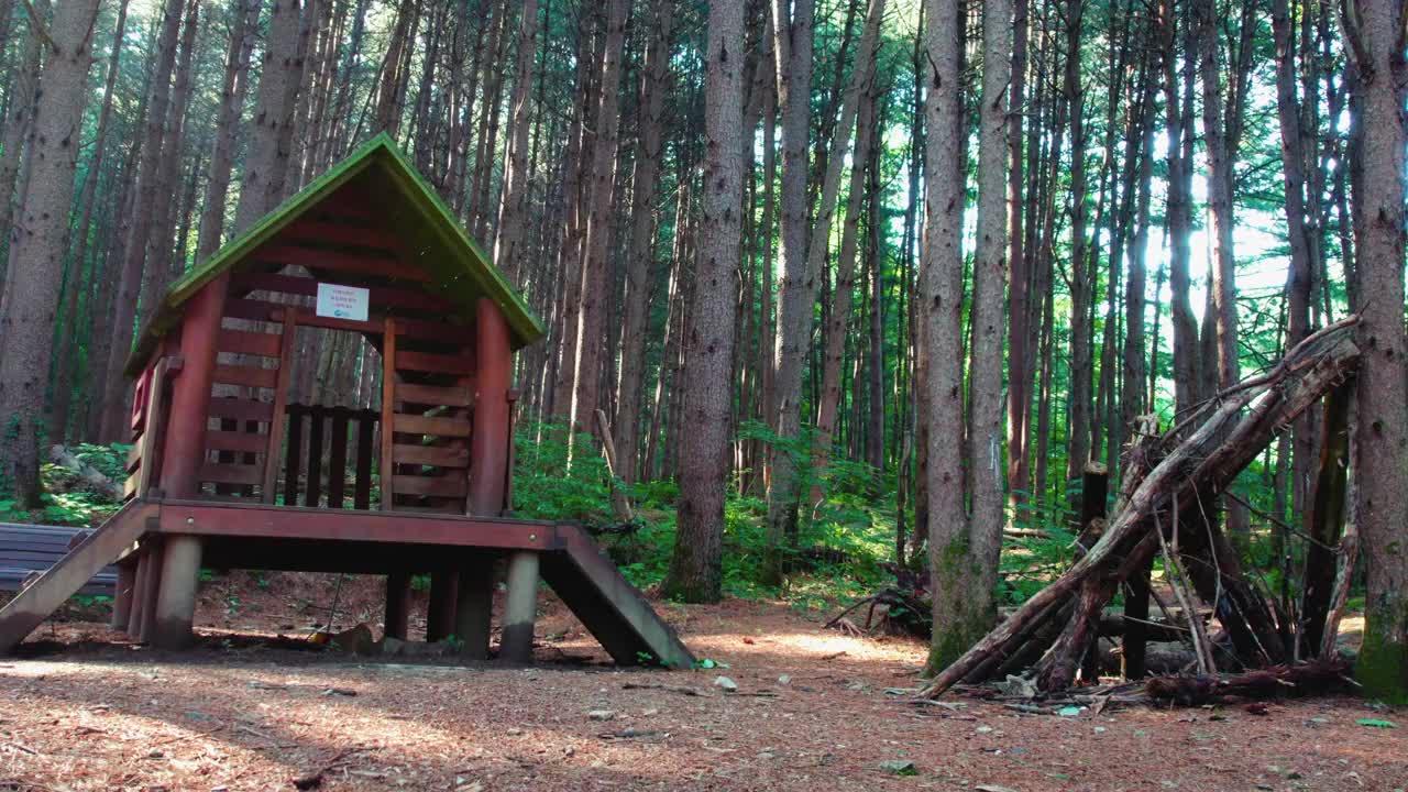 韩国江原道Chiaksan山Dulle Trail和Sureneomi Trail上的松树(Pinus Koraiensis)视频素材