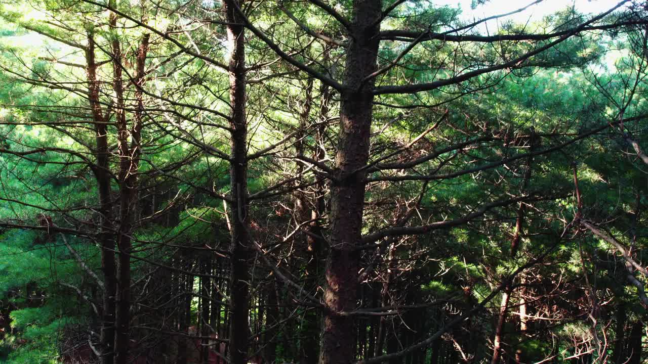 自然风景——韩国江原道原州市Chiaksan山Dulle Trail和Hangateo Trail的松树森林视频素材