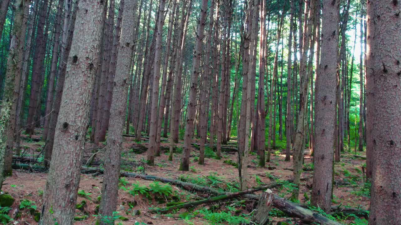 韩国江原道Chiaksan山Dulle Trail和Sureneomi Trail上的松树(Pinus Koraiensis)视频素材