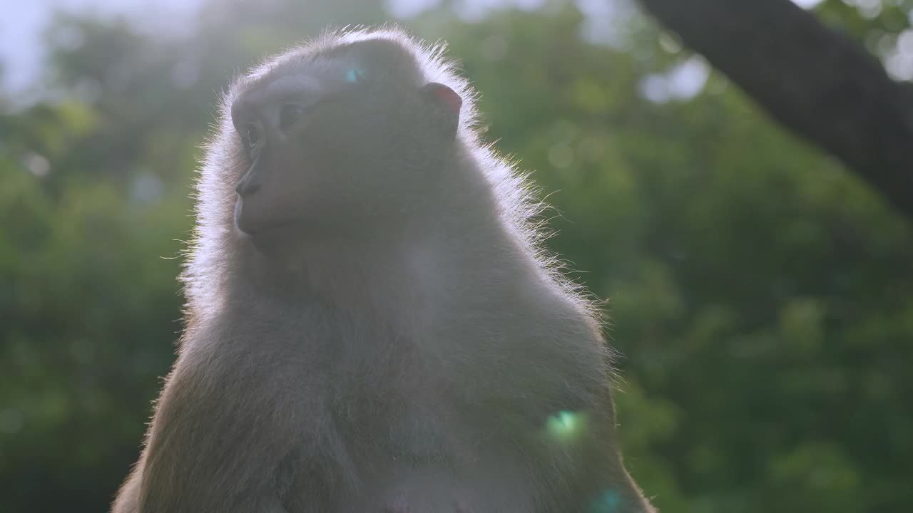 小猴子吃水果，坐着。特写猕猴在泰国普吉岛公园吃香蕉。视频素材