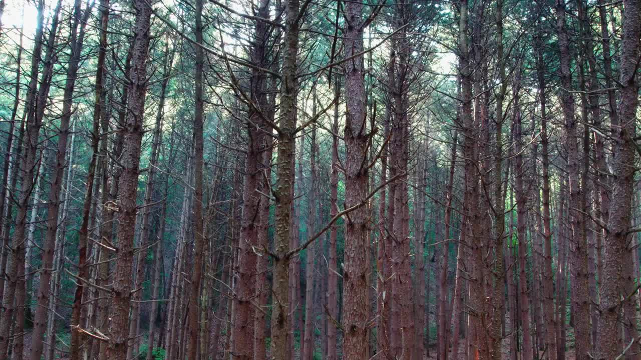 韩国江原道Chiaksan山Dulle Trail和Sureneomi Trail上的松树(Pinus Koraiensis)视频素材