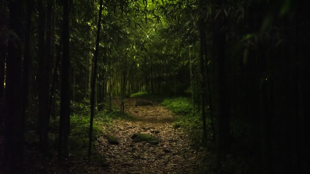 自然风光和萤火虫/益山市，全北，韩国视频素材