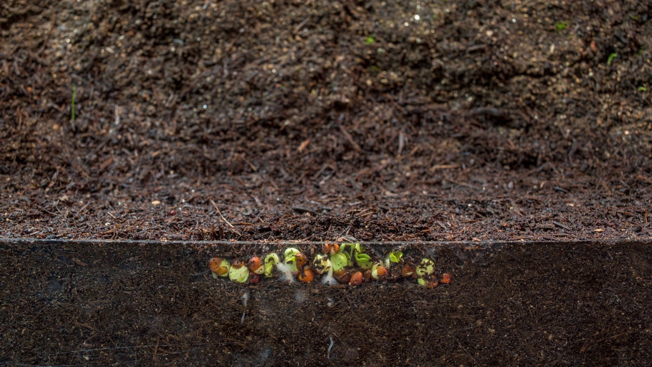 韩国京畿道蔬菜园萝卜(Raphanus sativus)根的生长过程视频素材画面1