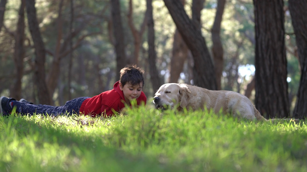 快乐的孩子在秋天的森林里和金毛猎犬玩耍。视频素材