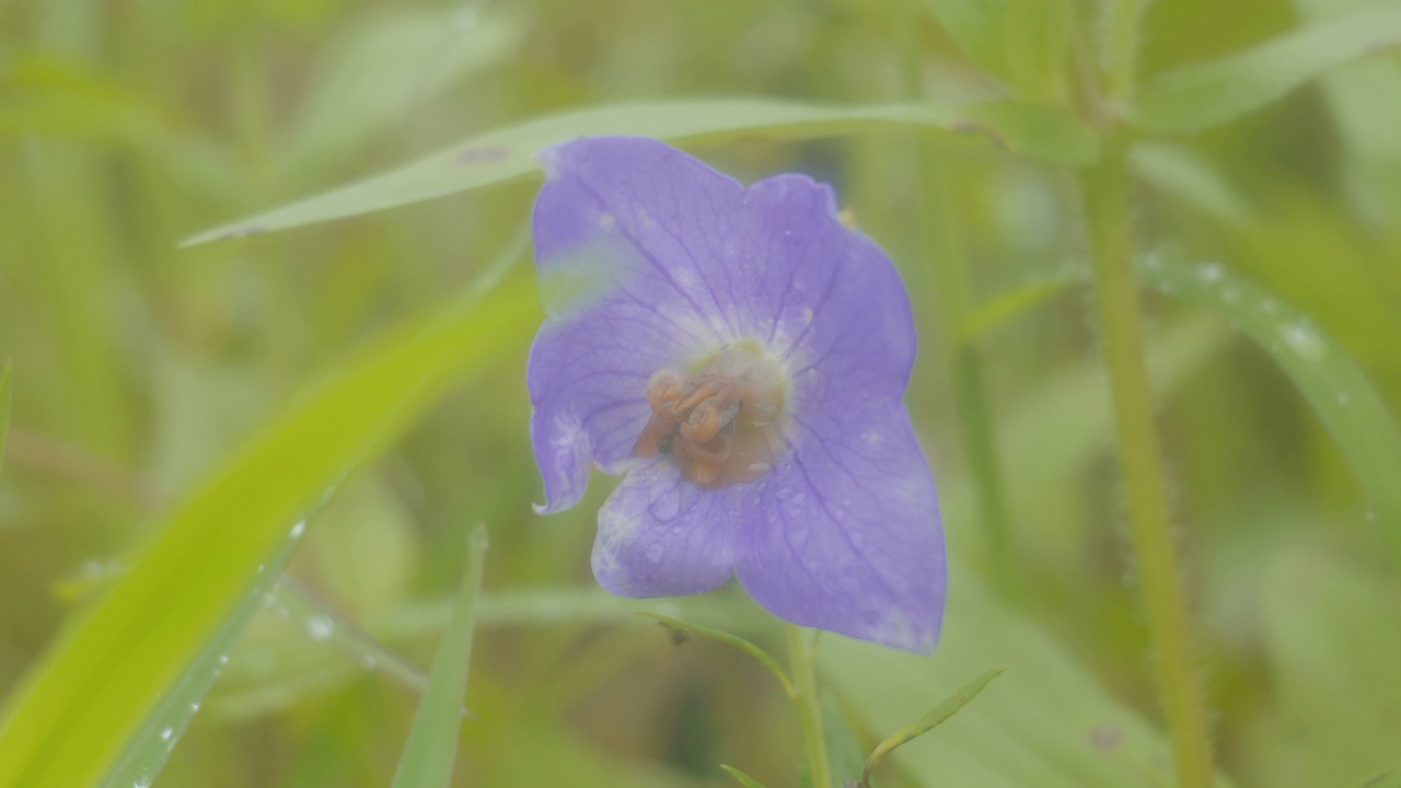 夏天，韩国江原道宁越郡Mureungdowon区的花朵视频素材