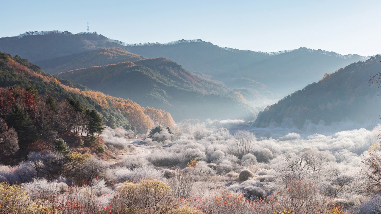 森林的早晨/麟蹄郡，韩国江原道视频素材