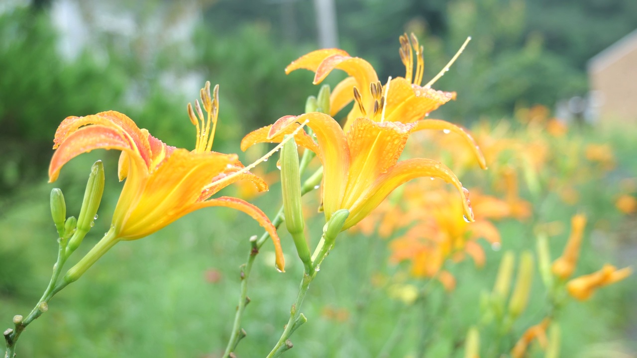 夏天，韩国江原道宁越郡Mureungdowon区的花朵视频素材