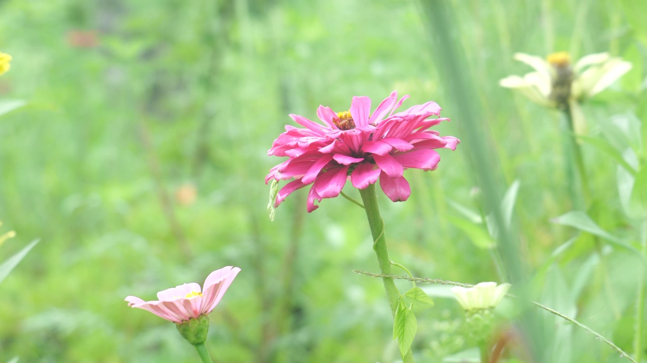 夏天，韩国江原道宁越郡Mureungdowon区的花朵视频素材