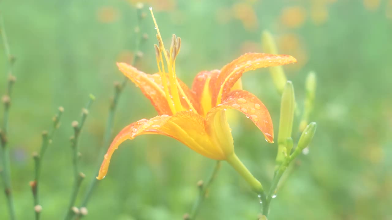 夏天，韩国江原道宁越郡Mureungdowon区的花朵视频素材