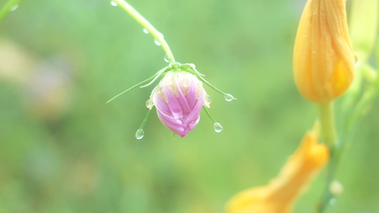 夏天，韩国江原道宁越郡Mureungdowon区的花朵视频素材