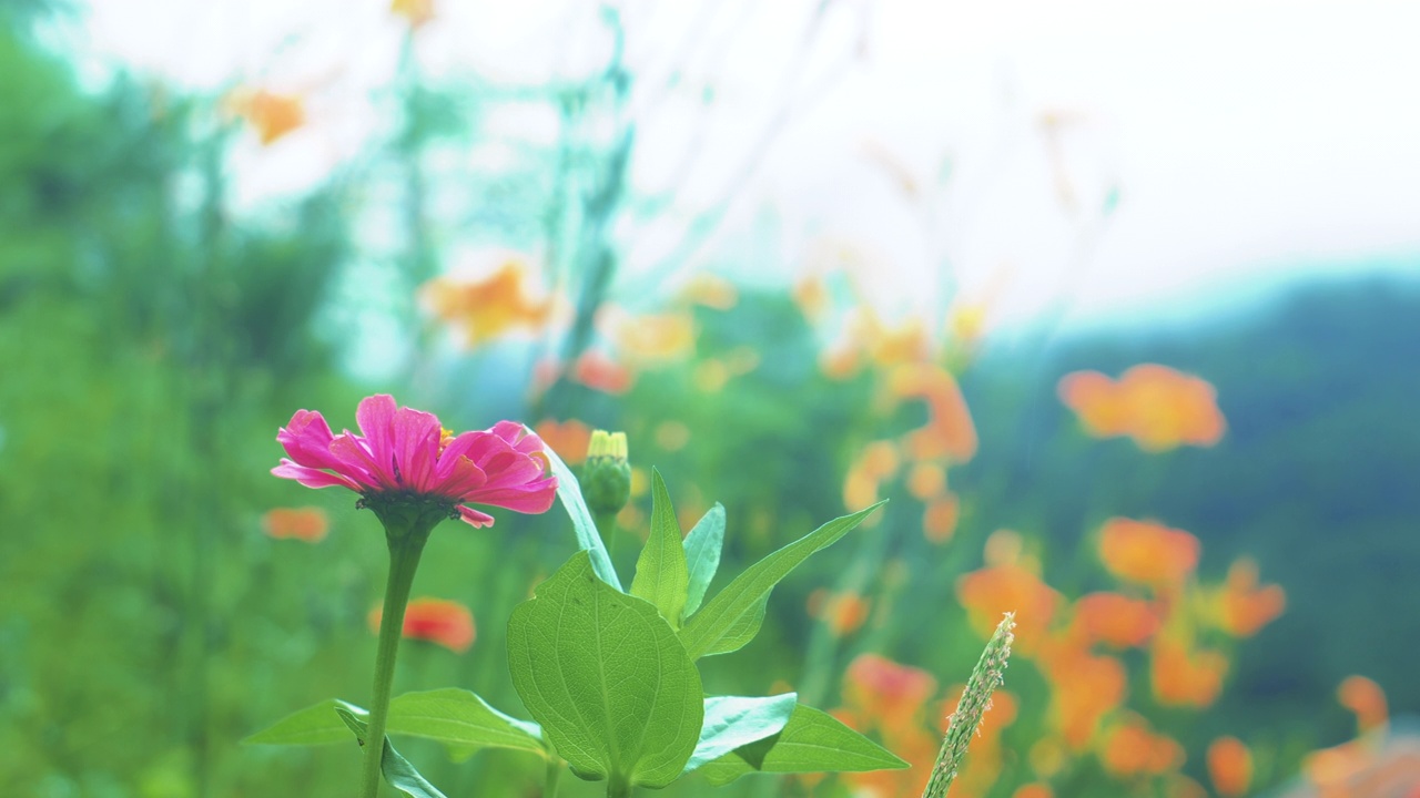 夏天，韩国江原道宁越郡Mureungdowon区的花朵视频素材