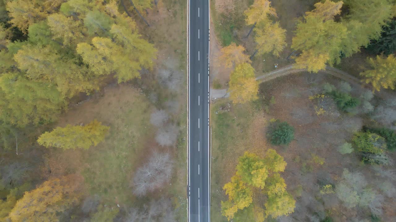 沿着秋天树木的森林的柏油路的无人机视图视频素材