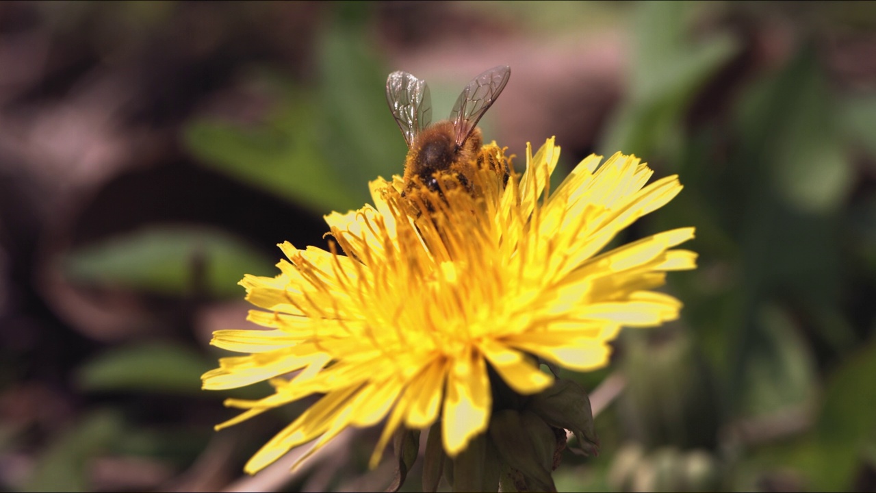 蒲公英(Taraxacum platycarpumm)和蜜蜂(Apis) /韩国视频素材