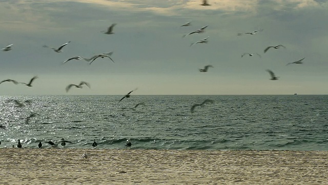 海滩鸟类飞行视频素材