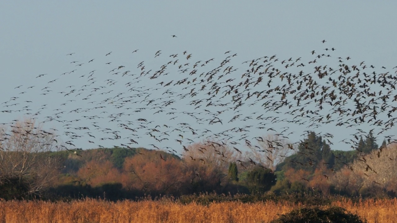 油光朱鹮，镰叶朱鹭，Camargue，法国视频素材