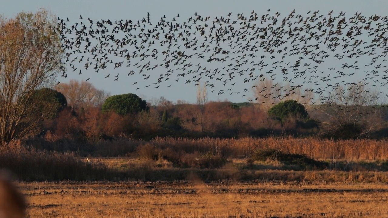 油光朱鹮，镰叶朱鹭，Camargue，法国视频素材