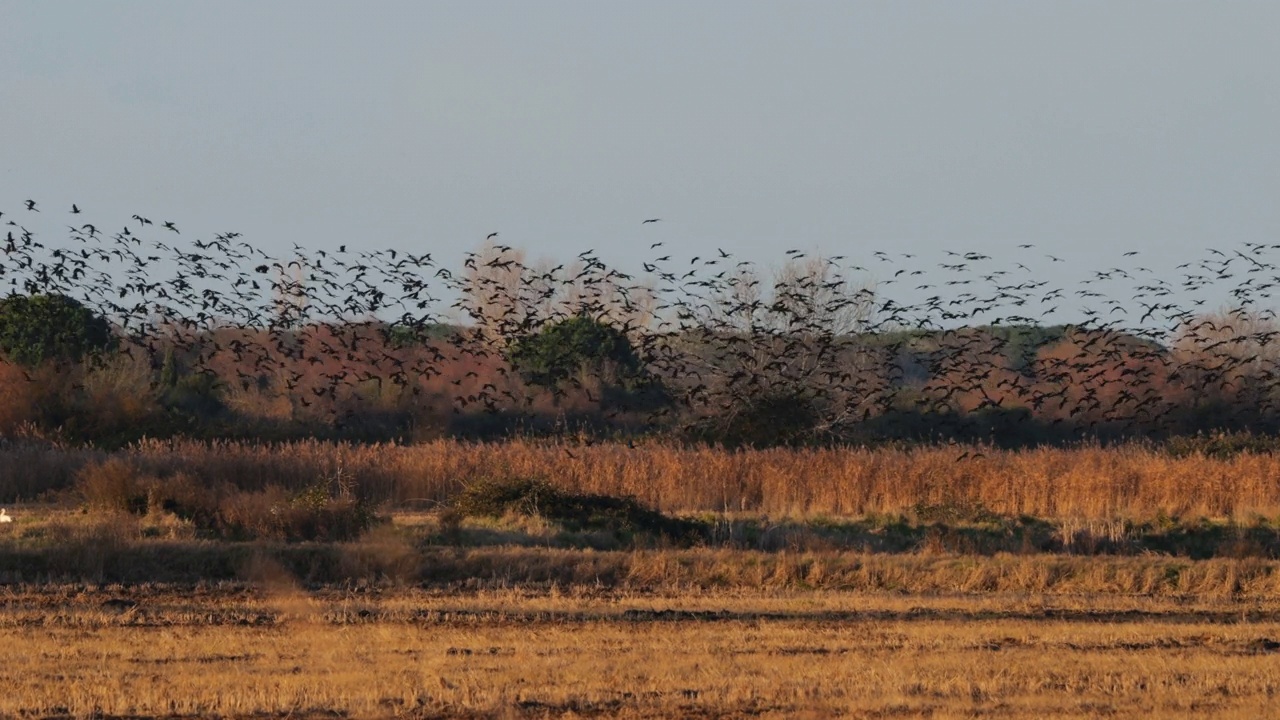 油光朱鹮，镰叶朱鹭，Camargue，法国视频素材