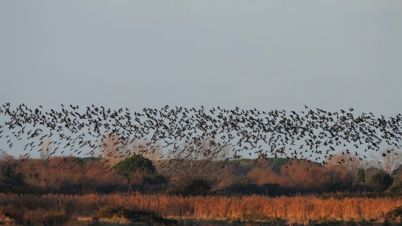 油光朱鹮，镰叶朱鹭，Camargue，法国视频素材