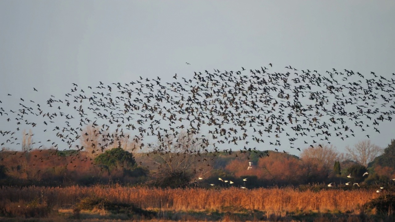 油光朱鹮，镰叶朱鹭，Camargue，法国视频素材