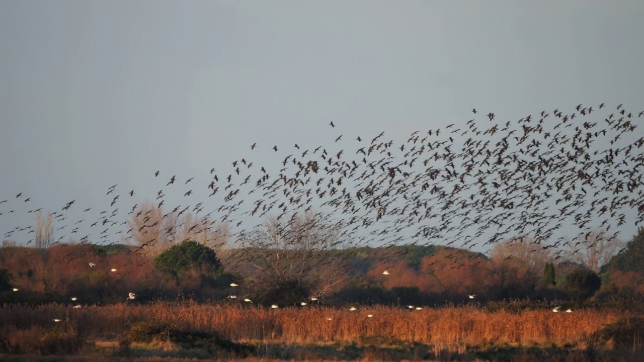 油光朱鹮，镰叶朱鹭，Camargue，法国视频素材