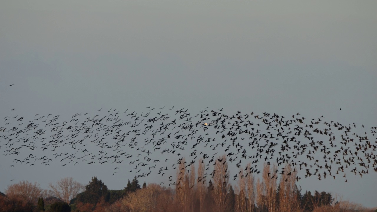 油光朱鹮，镰叶朱鹭，Camargue，法国视频素材