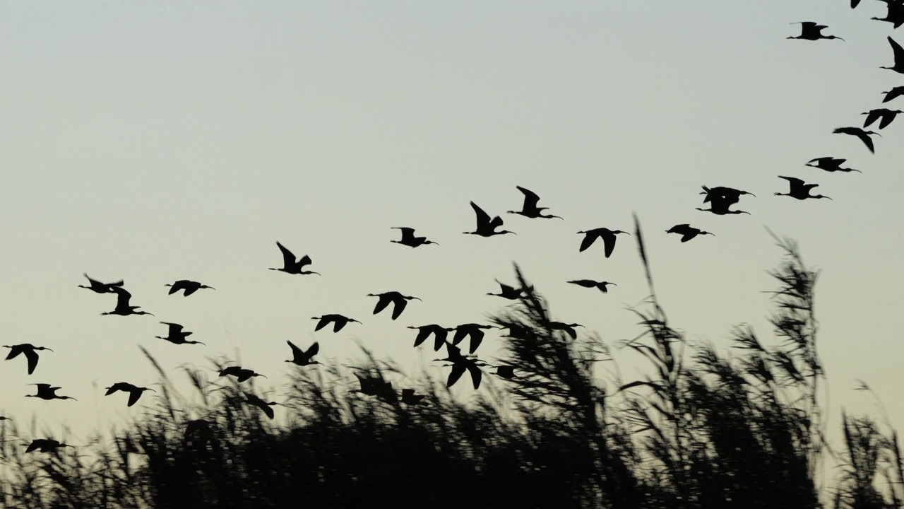 油光朱鹮，镰叶朱鹭，Camargue，法国视频素材