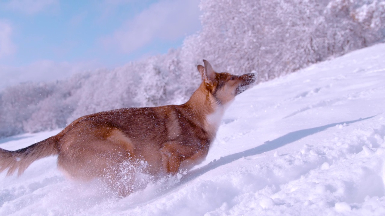 可爱的杂交牧羊犬在刚落下的雪上奔跑和跳跃视频素材