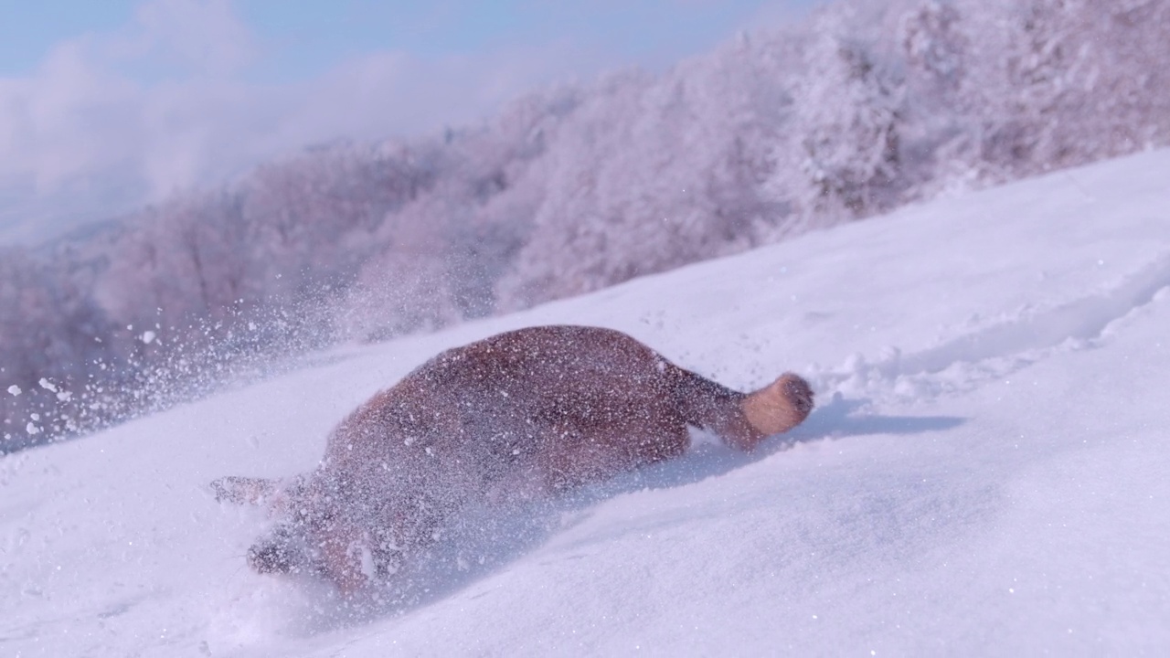 特写:可爱而顽皮的狗狗在厚厚的新雪中奔跑和跳水视频素材