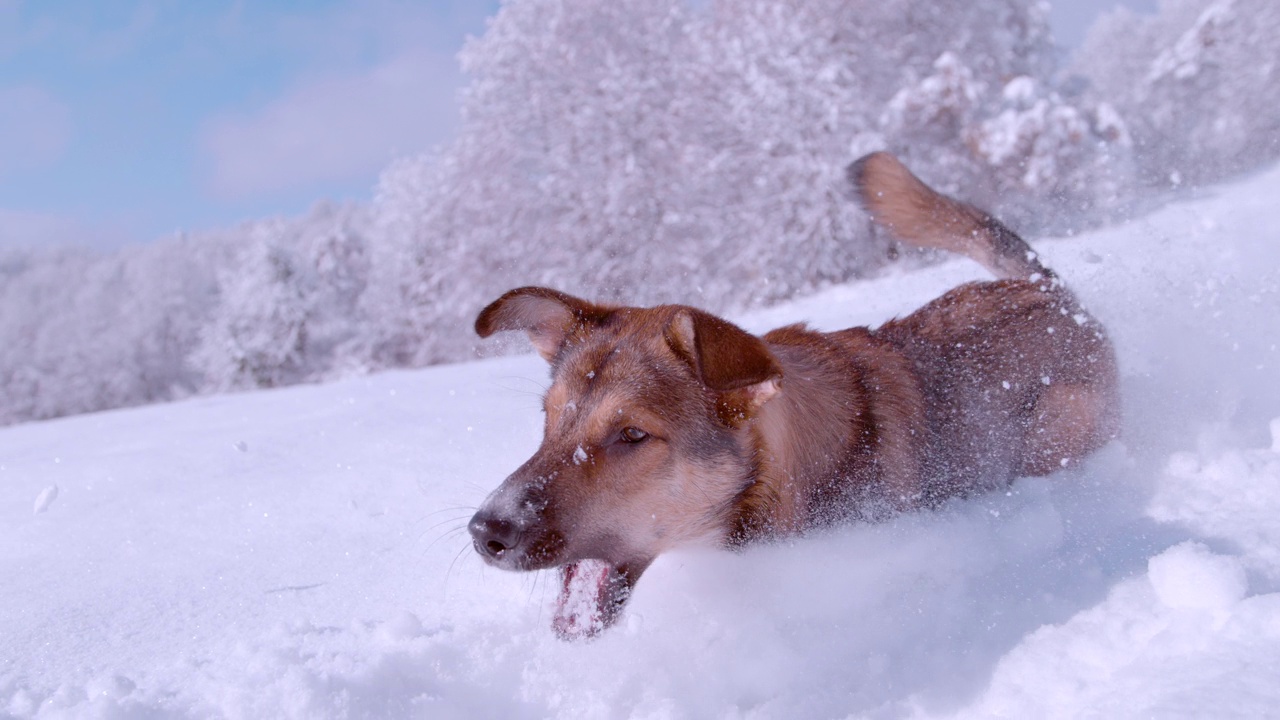 特写:年轻的棕色牧羊犬喜欢在厚厚的新雪中奔跑和玩耍视频素材