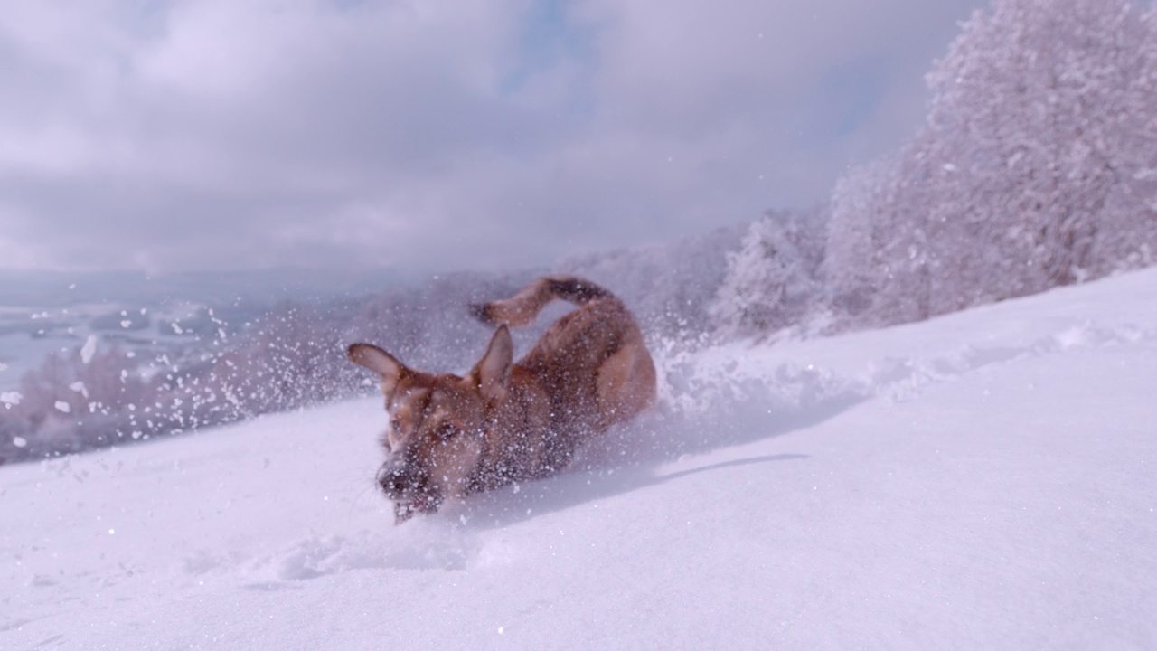 特写:甜美的棕色杂交狗在厚厚的雪中奔跑视频素材