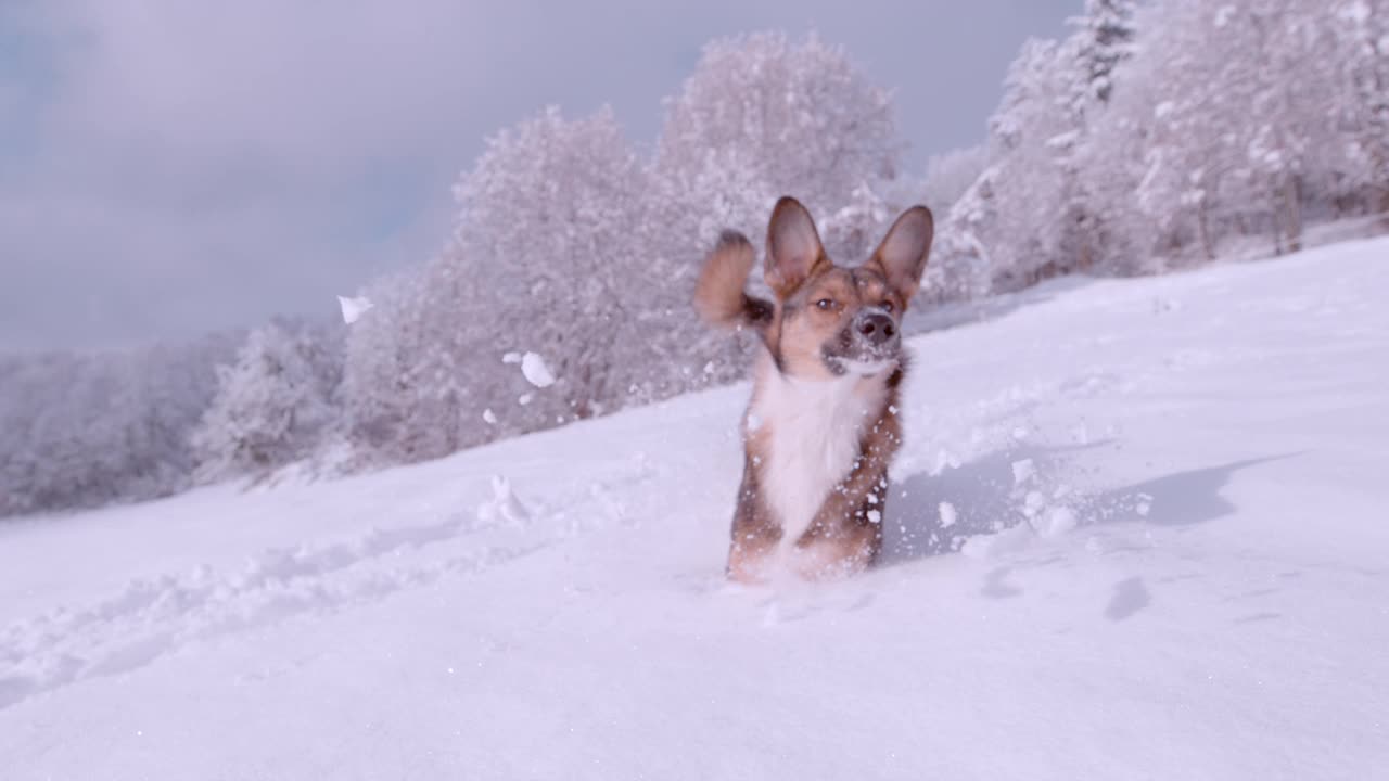 特写:顽皮的棕色牧羊犬在刚落下的雪中奔跑和跳跃视频素材