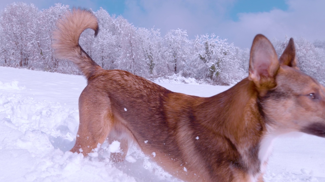 慢镜头:可爱的棕色牧羊犬在一个阳光明媚的日子里在厚厚的新雪中奔跑视频素材