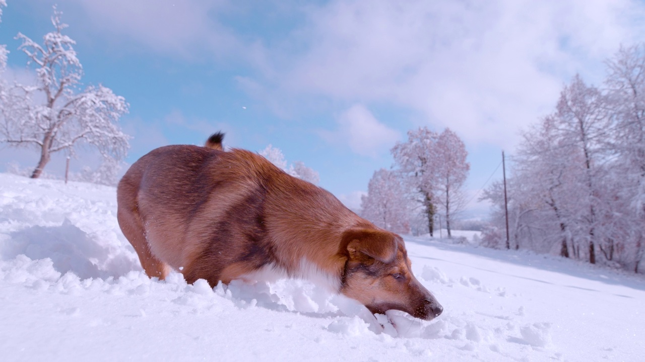 慢动作:活泼可爱的小狗在刚下的雪里跳着飞雪球视频素材