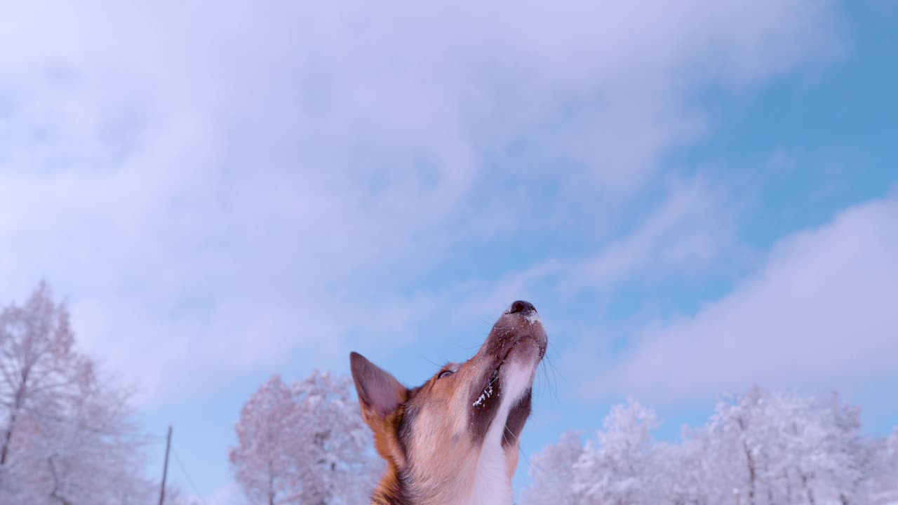 慢镜头:可爱的狗狗用嘴抓着大雪球的特写镜头视频素材